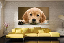 photo-chien-geante-sur-canape-plexiglas